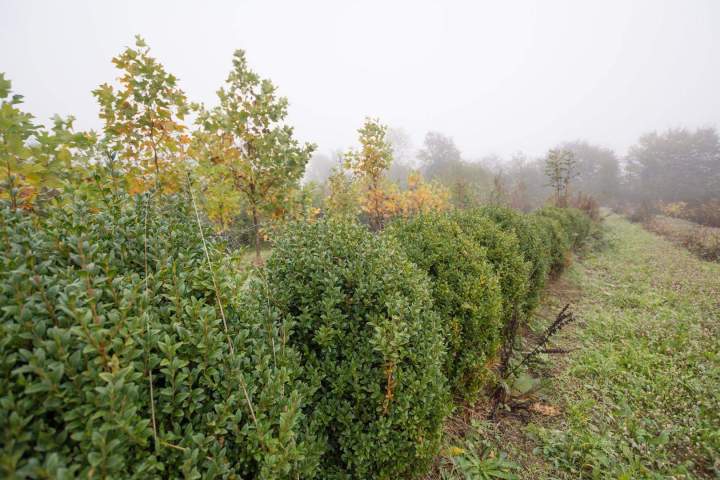 Vente d'arbres Alençon