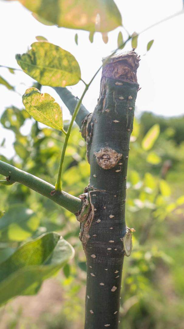 Pépinière Alençon