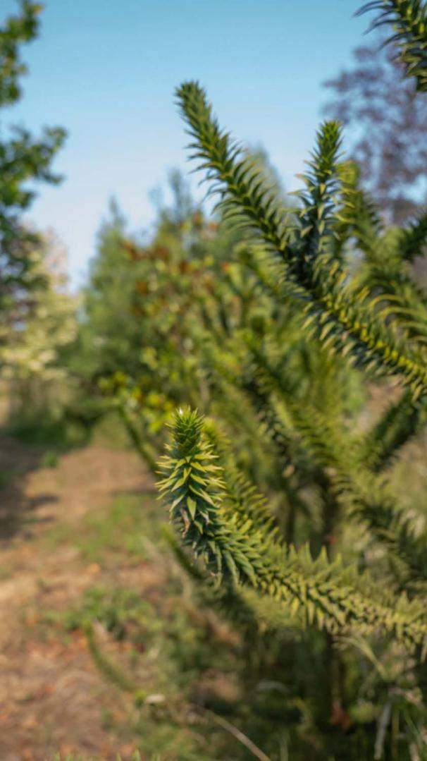 Achat d'arbre  Alençon