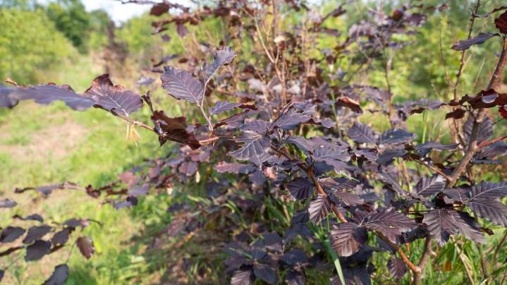 Vente d'arbres Alençon