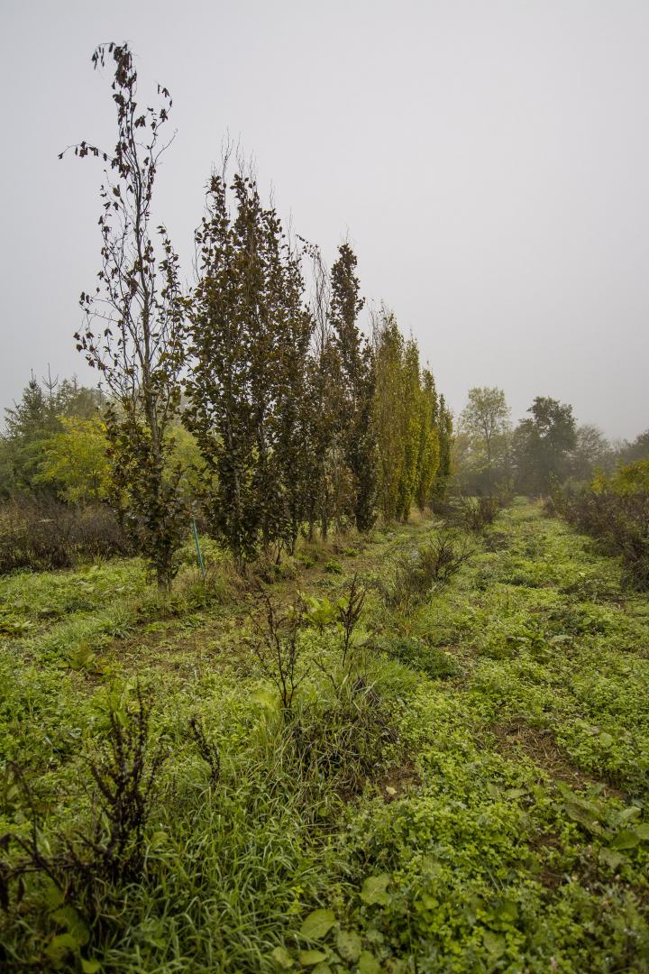 Vente d'arbres Ménil-Froger