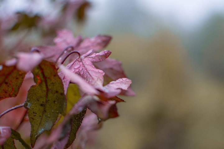 Vente de plantes Alençon
