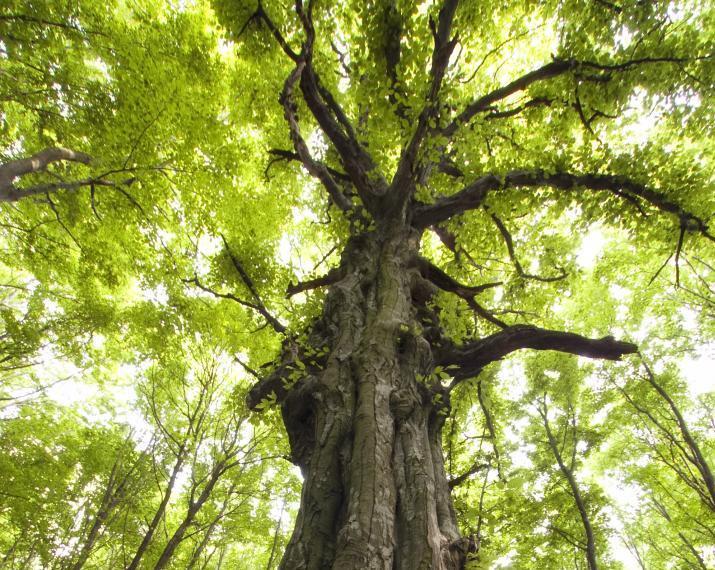 Vente d'arbres Alençon