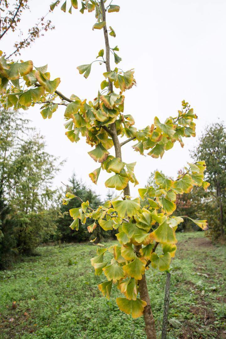 Achat d'arbre fruitier Alençon
