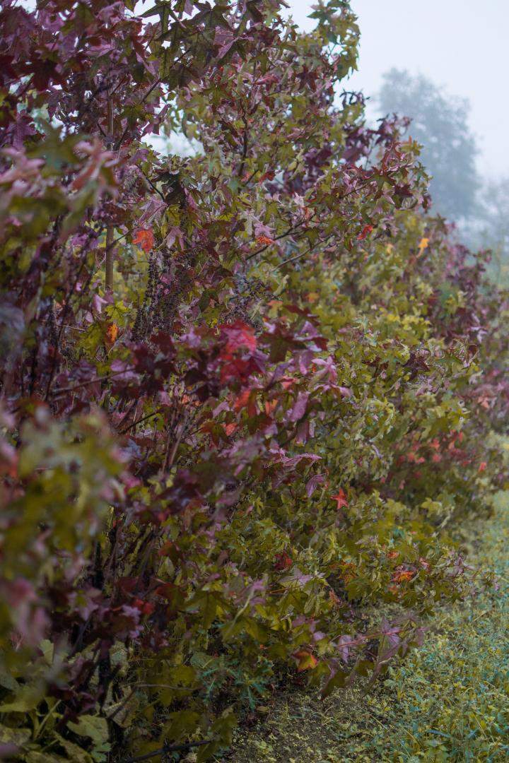 Pépiniériste producteur Alençon