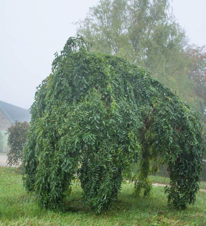 Pépinière Alençon