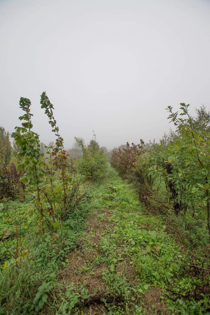 Vente d'arbres Alençon