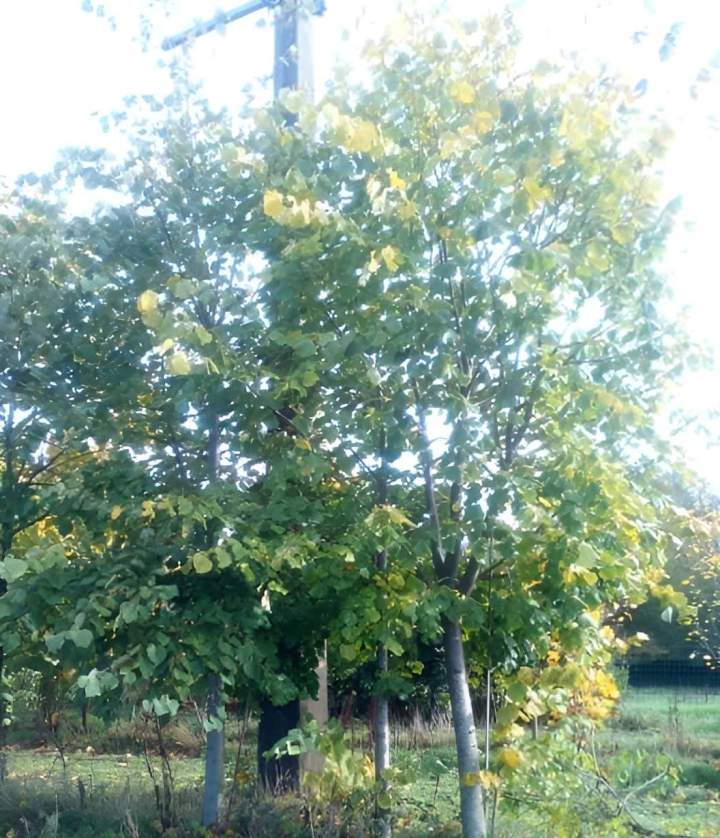 Plantation d'arbres Alençon