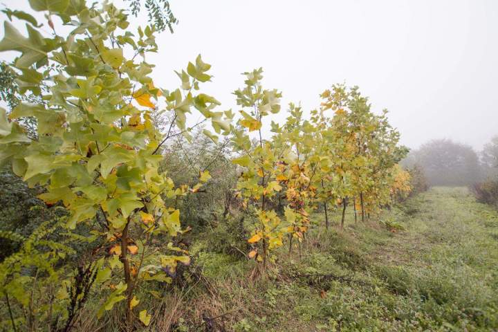 Pépiniériste producteur Alençon