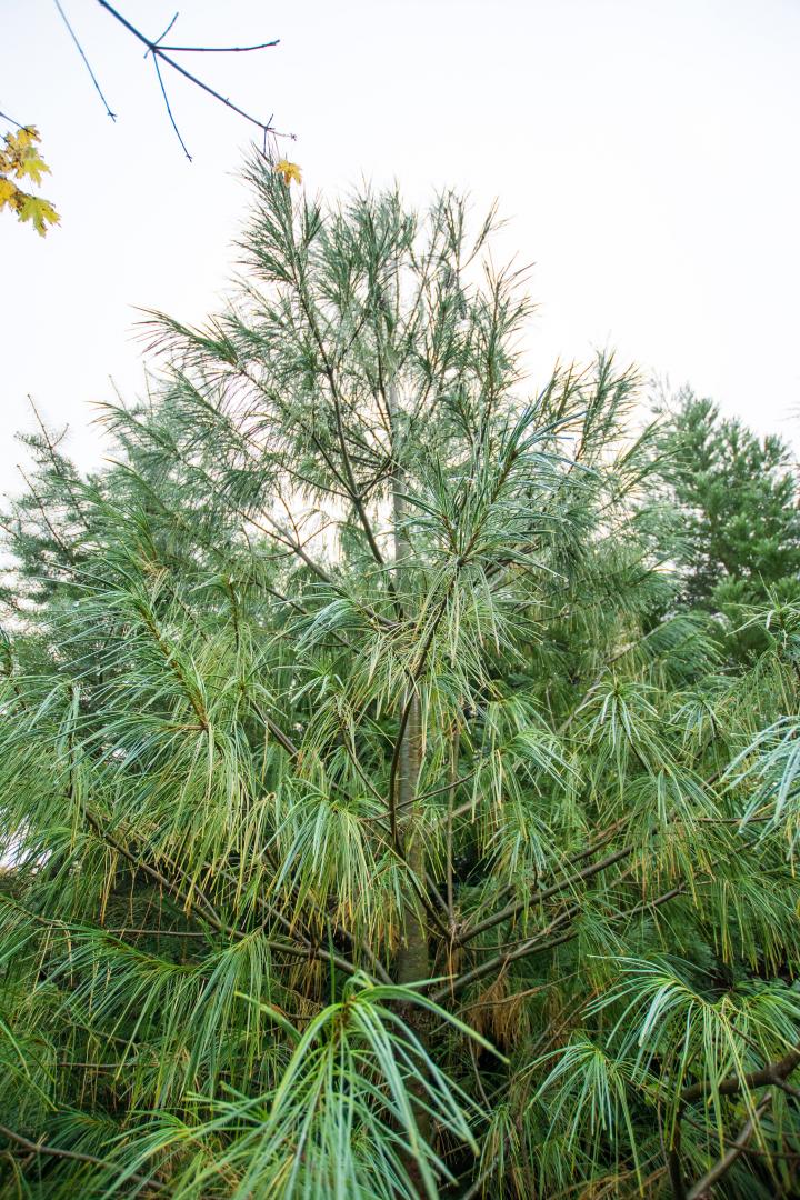 Plantation de haie Alençon