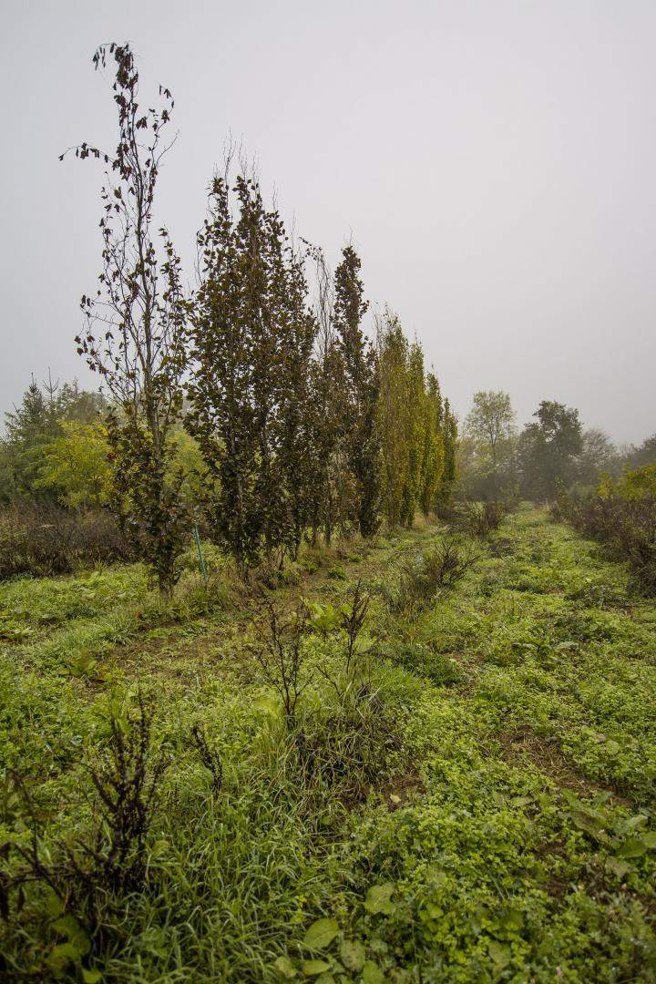Vente d'arbres Alençon