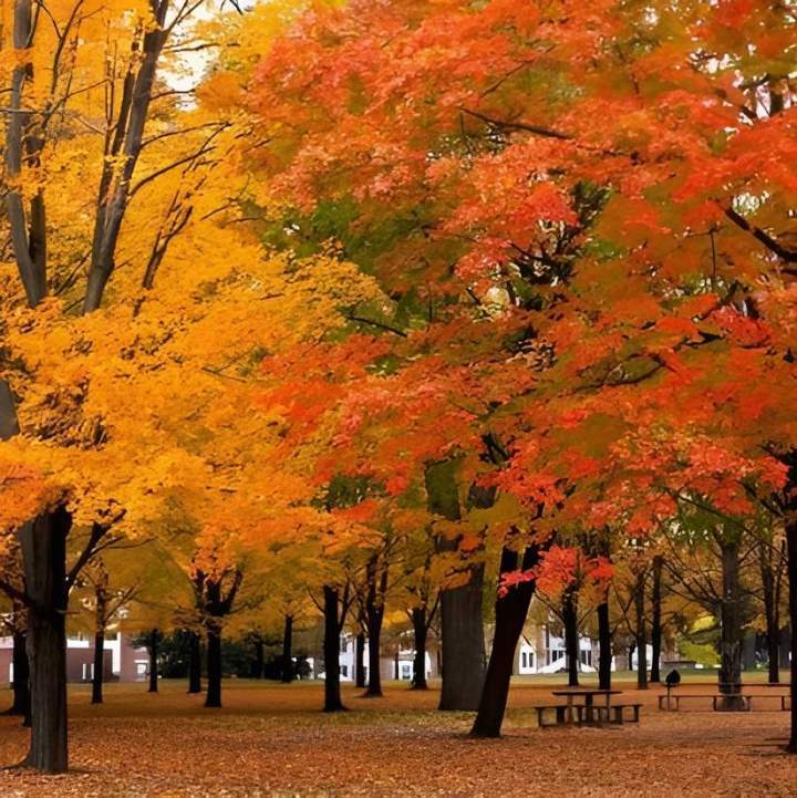Arbres à couleurs automnales Alençon