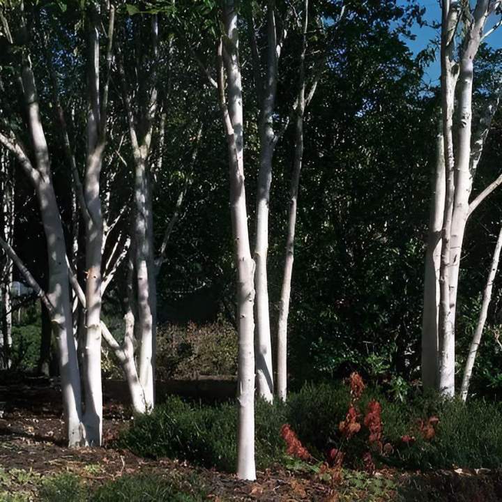 Arbres à grand développement Alençon