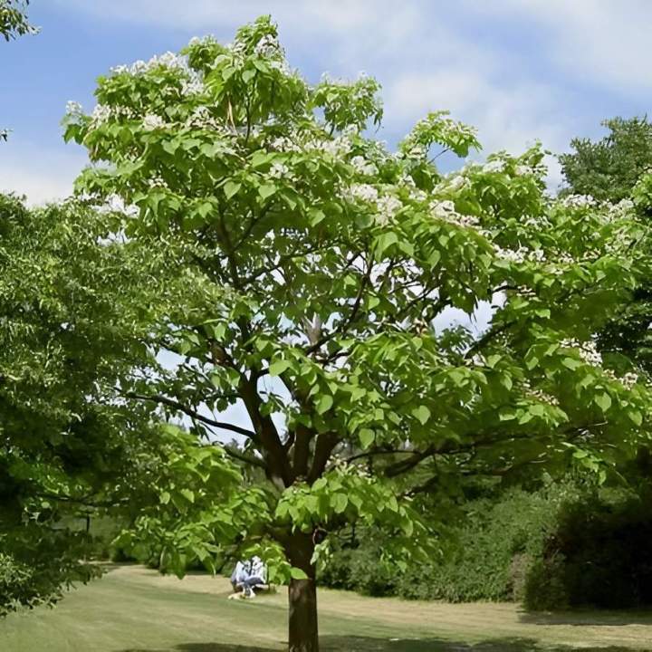 Arbres à petit et moyen développement Alençon