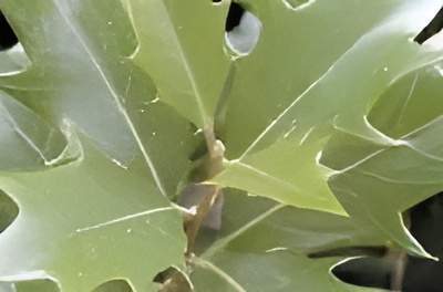 L'osmanthus heterophyllus Alençon