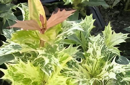 L'osmanthus tricolore Alençon