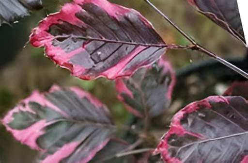 Le hêtre tricolore Alençon