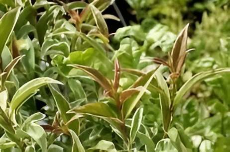 Le troene lucidum tricolore Alençon