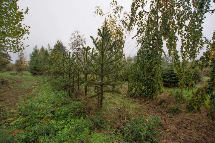 Vente d'arbres Alençon