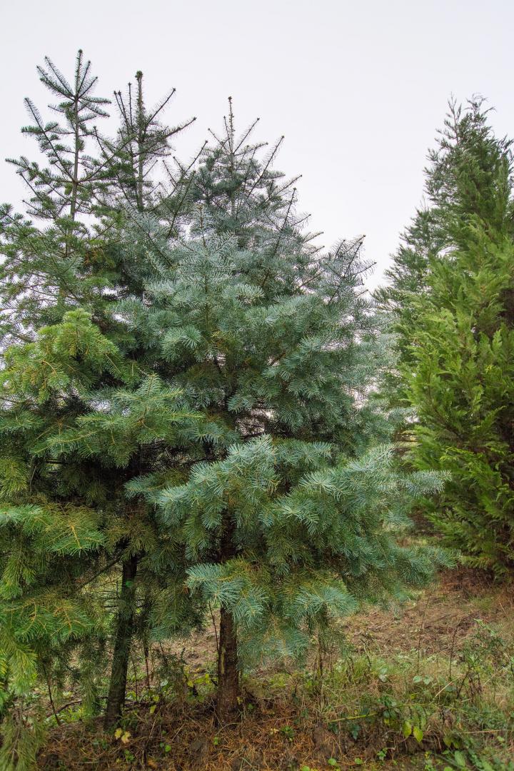 Plantation de haie Ménil-Froger