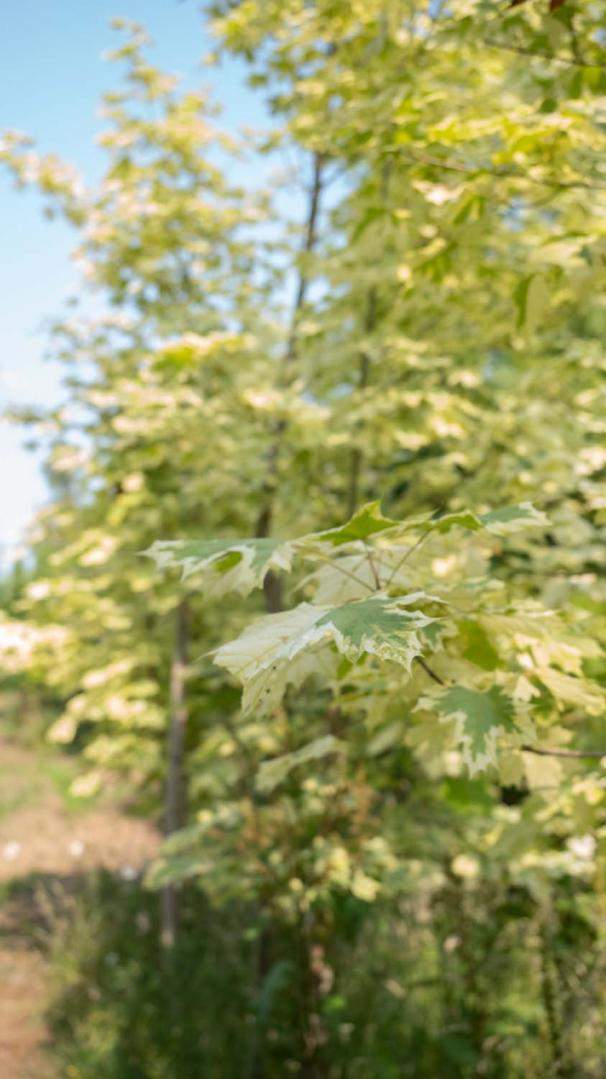 Pépinière Alençon