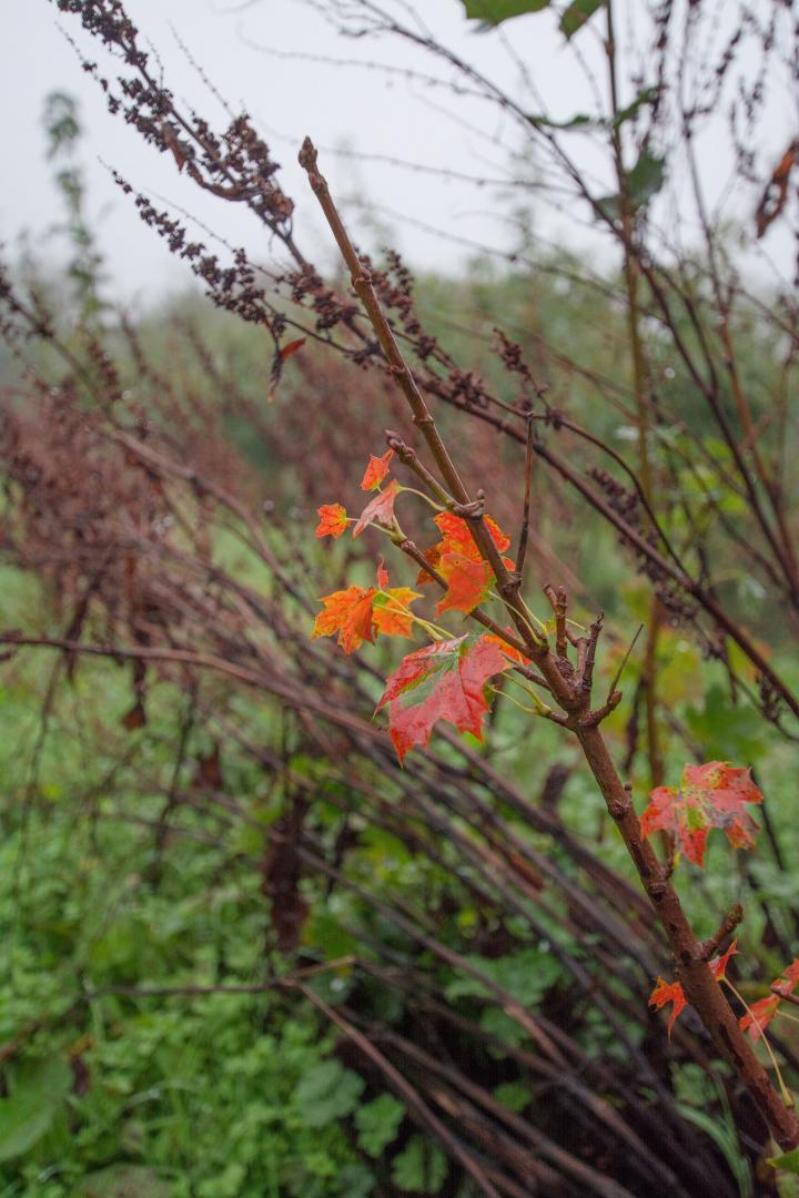 Vente de plantes Ménil-Froger