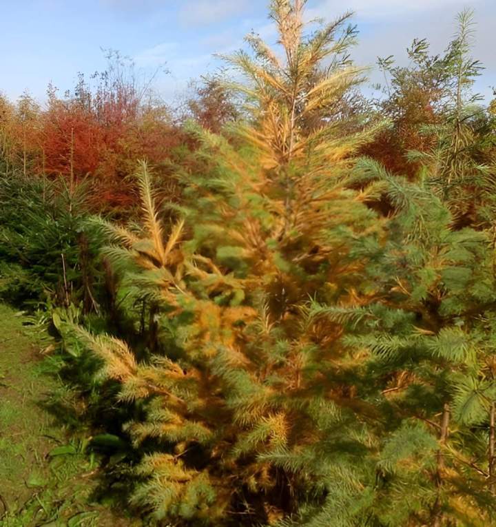 Plantation de sapins Alençon