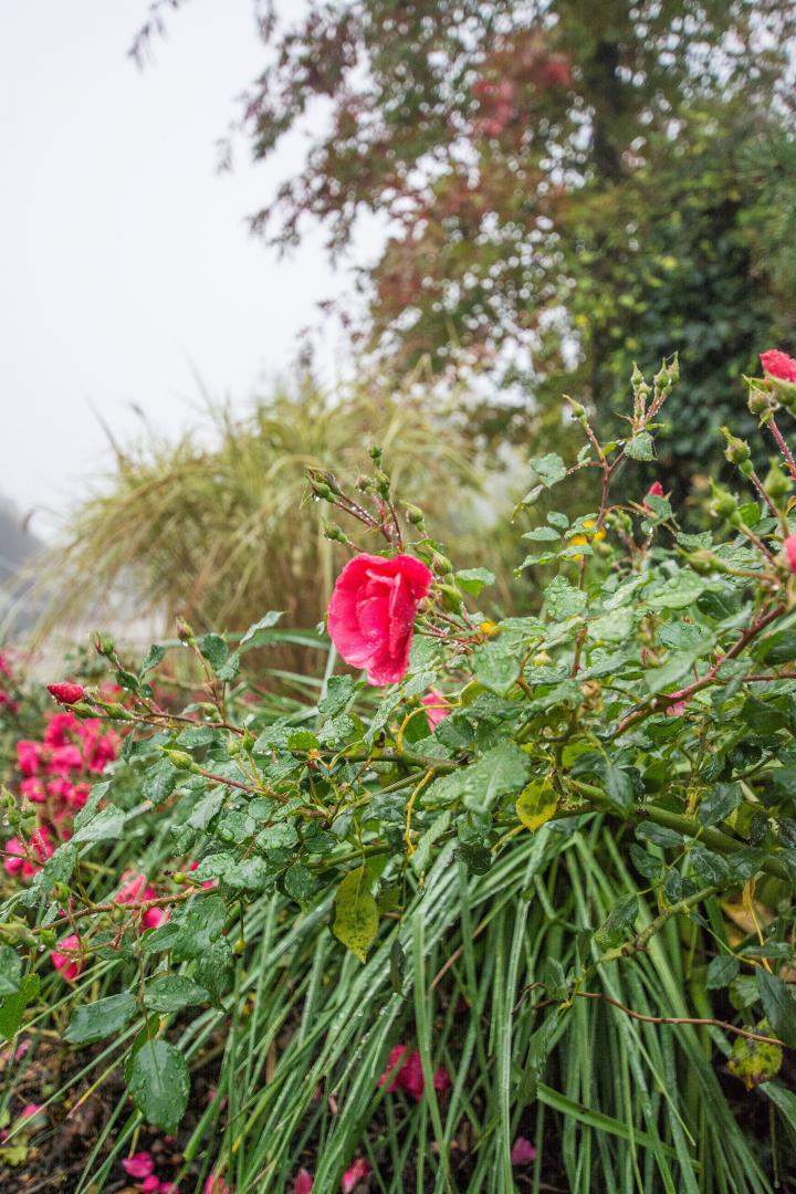 Création de jardin Alençon