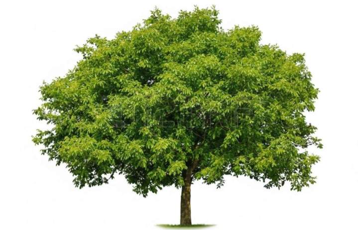 Arbres pour l'ombrage  Alençon