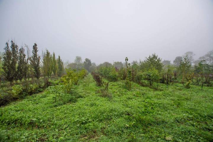 Pépinière Alençon