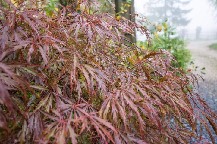 Achat de vivaces Alençon