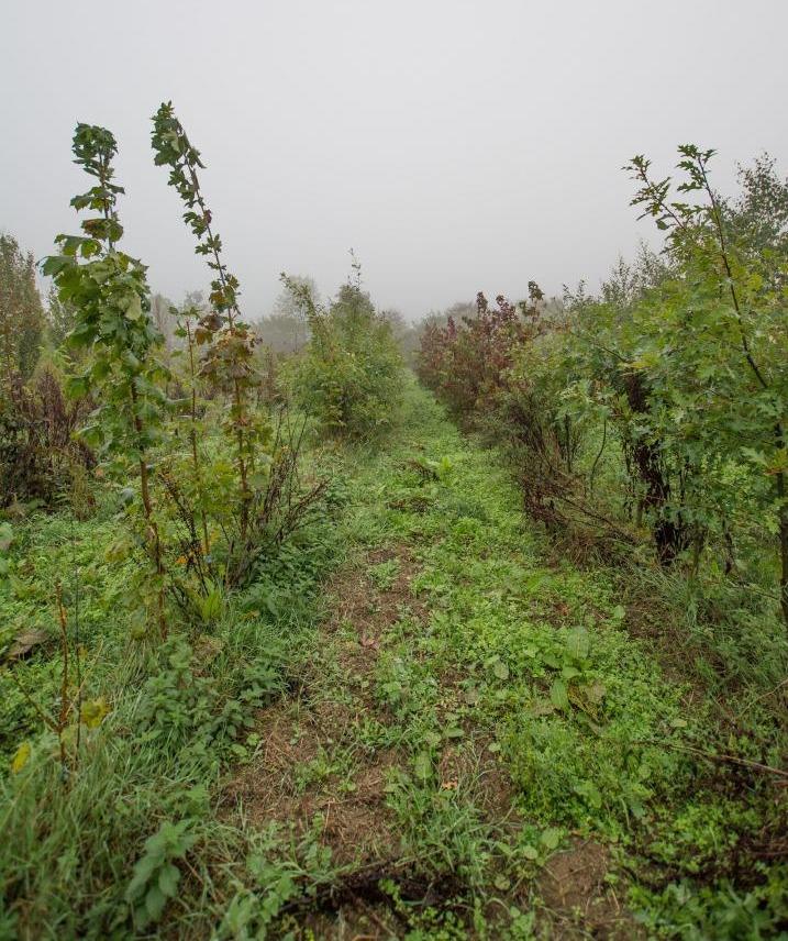 Vente de plantes Alençon