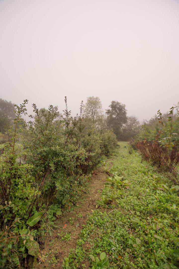 Création de jardin Alençon