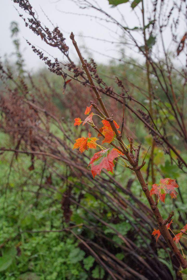 Vente de plantes Alençon