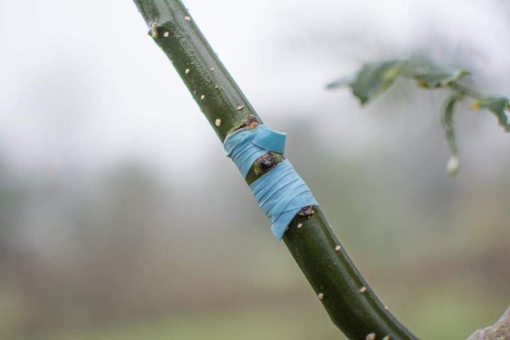 Pépinière Alençon