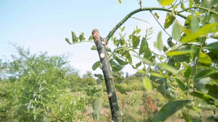 Pépinière Alençon