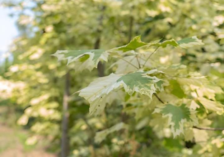 Pépiniériste producteur Alençon