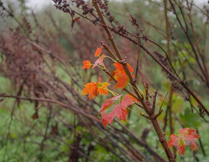 Vente de plantes Alençon