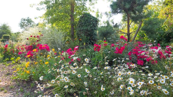 Plantes vivaces Alençon