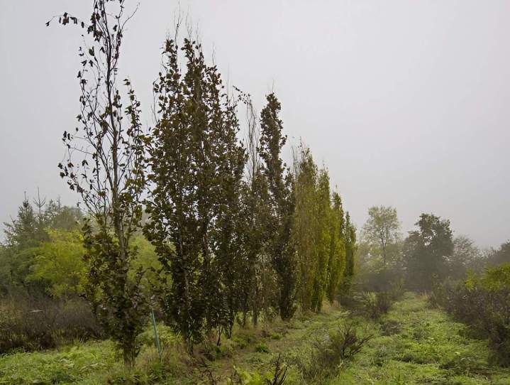 Vente d'arbres Alençon