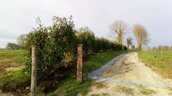 Plantation de haies Alençon