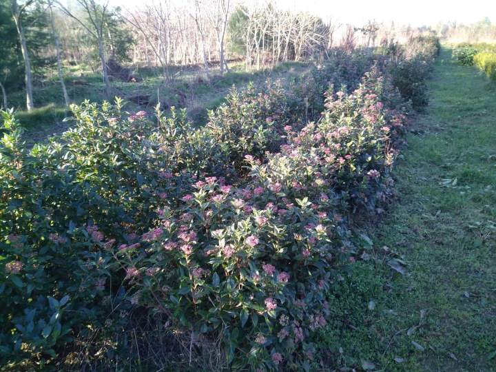 Haies fleuries Alençon